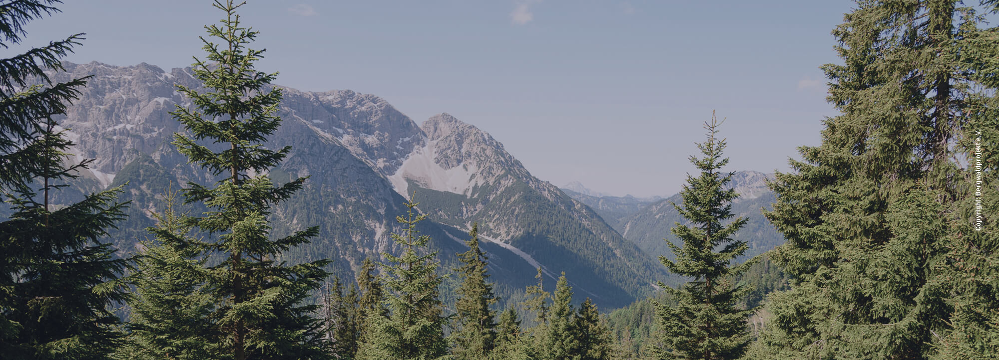 View of a sunny mountain landscape with fir trees in the foreground and snow-covered peaks in the background.