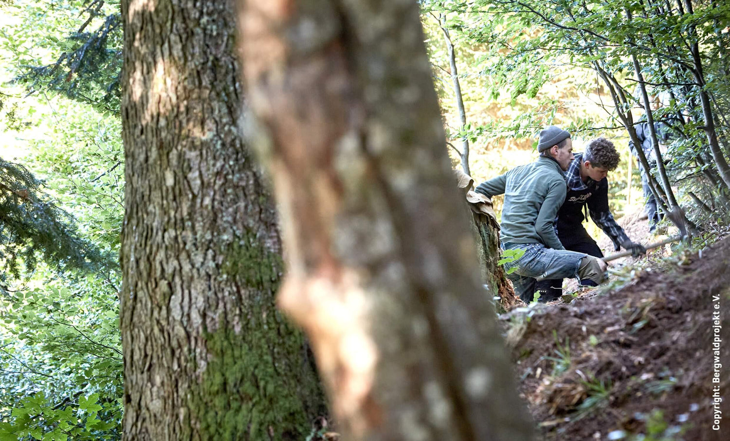 Two young men working on a steep forest path, digging soil near tall trees in a densely wooded area.