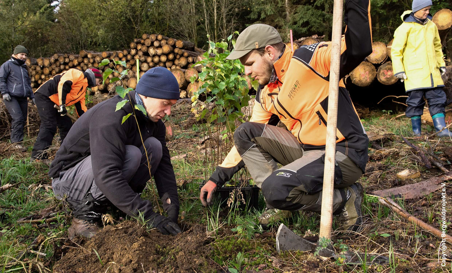 Two men planting a young tree in a forest clearing, surrounded by logs and other volunteers working in the background. The one guy is explaining and providing some knowledge.