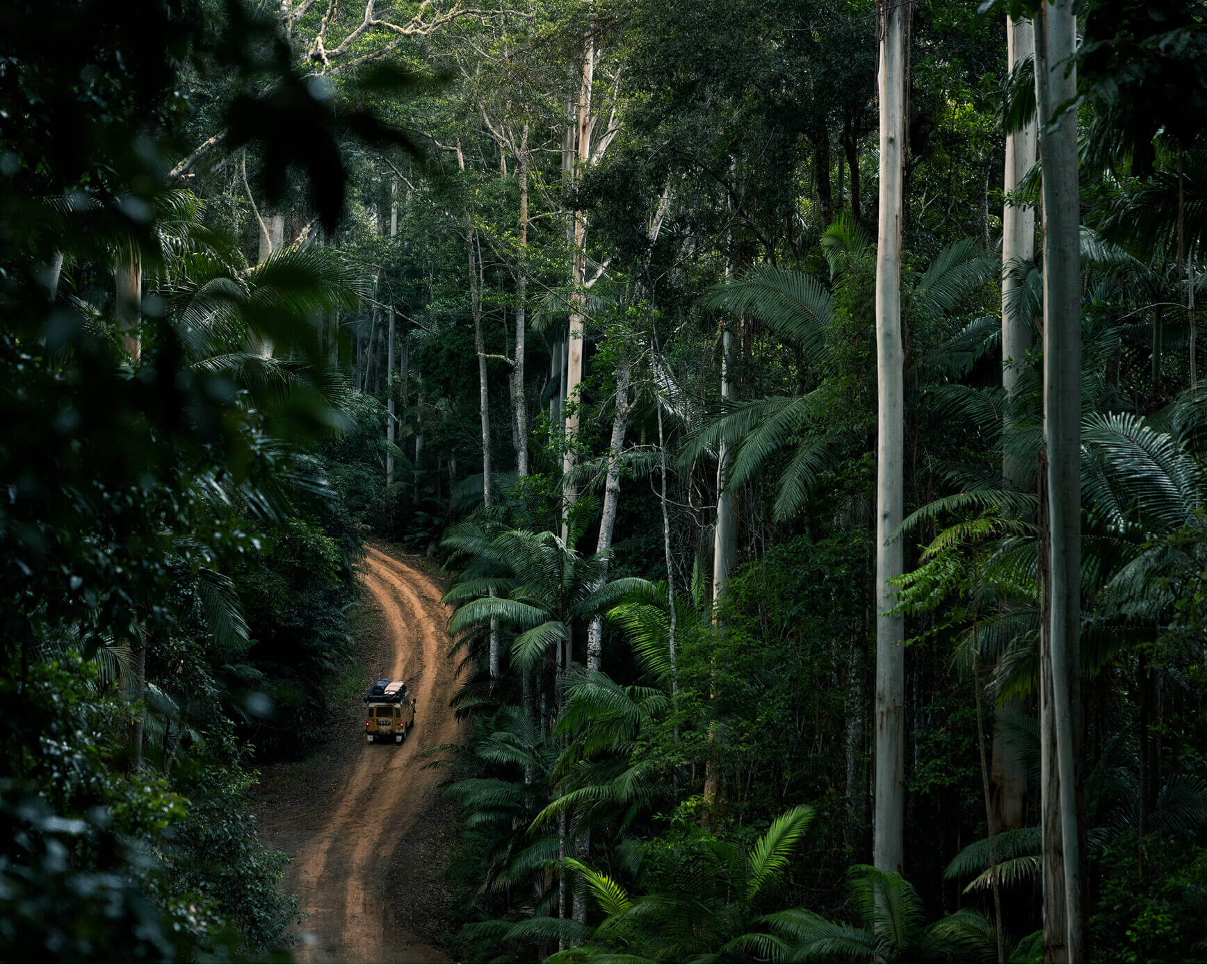A car in the rain forest