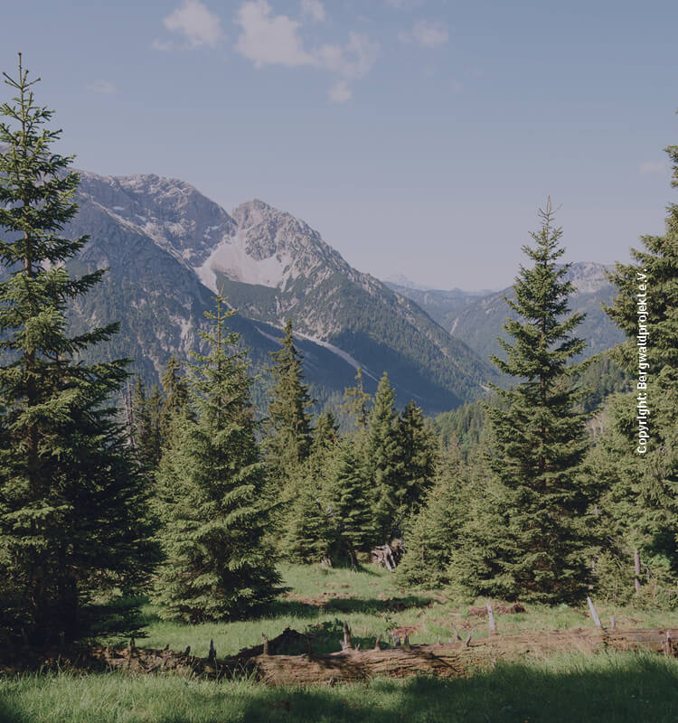 View of a sunny mountain landscape with fir trees in the foreground and snow-covered peaks in the background. 